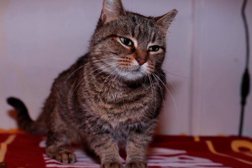 Kismet, Adult Domestic Short Hair / Mixed (short coat), cat for adoption in Maple Heights, Ohio