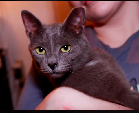 Witness, Adult Domestic Short Hair / Mixed (short coat), cat for adoption in Maple Heights, Ohio
