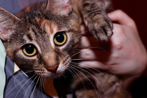 Showgirl, Young Domestic Short Hair / Mixed (short coat), cat for adoption in Maple Heights, Ohio