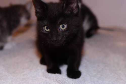 Chicken, Baby Domestic Short Hair / Mixed (short coat), cat for adoption in Maple Heights, Ohio