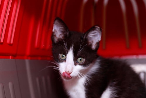 Cow, Baby Domestic Short Hair / Mixed (short coat), cat for adoption in Maple Heights, Ohio