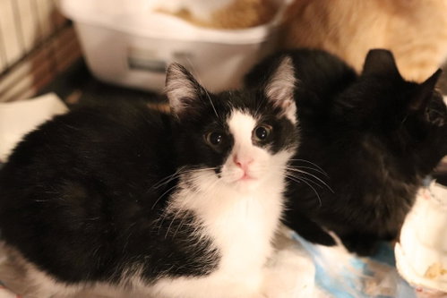 Rigby, Baby Domestic Short Hair / Mixed (short coat), cat for adoption in Maple Heights, Ohio