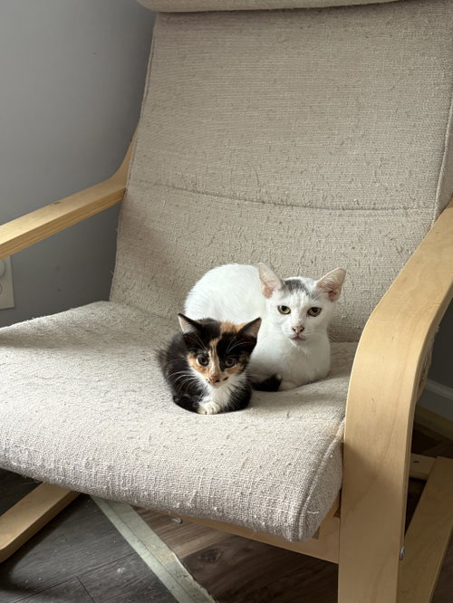 Pizzelle, Adult Domestic Short Hair / Mixed (short coat), cat for adoption in Maple Heights, Ohio
