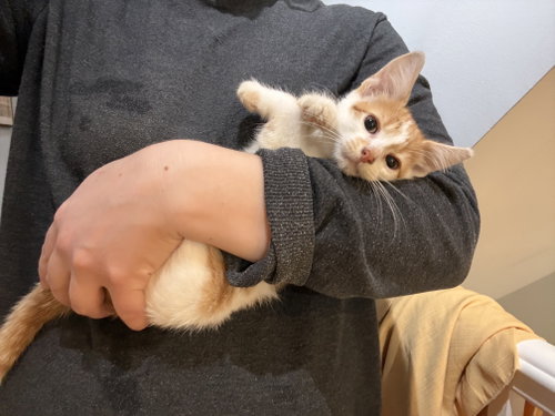 Toblerone, Baby Domestic Short Hair / Mixed (short coat), cat for adoption in Maple Heights, Ohio