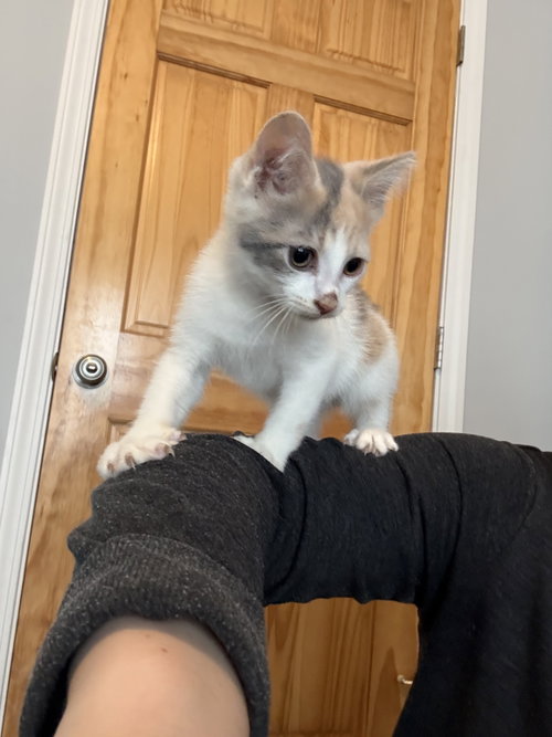 Nutter Butter, Baby Domestic Short Hair / Mixed (short coat), cat for adoption in Maple Heights, Ohio