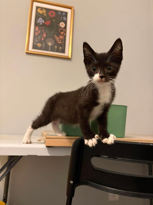Fudge Stripes, Baby Domestic Short Hair / Mixed (short coat), cat for adoption in Euclid, Ohio