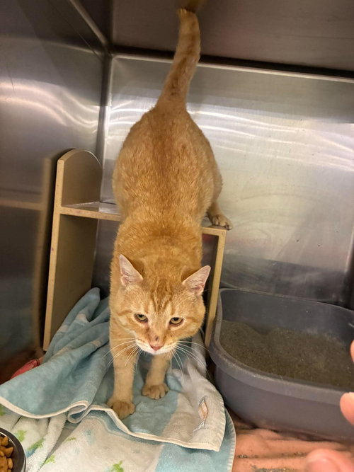 New River Gorge, Adult Domestic Short Hair / Mixed (short coat), cat for adoption in Euclid, Ohio
