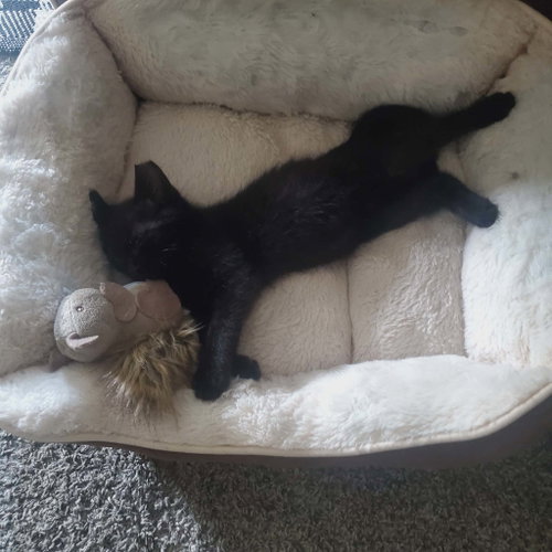 Lazarus