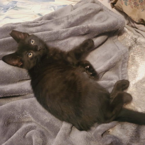 Lazarus, Baby Domestic Short Hair / Mixed (short coat), cat for adoption in Euclid, Ohio