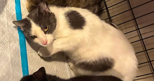 Staples, Adult Domestic Short Hair / Mixed (short coat), cat for adoption in Euclid, Ohio