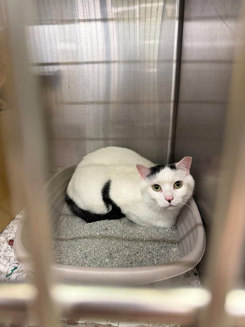 Plaintiff, an adoptable Domestic Short Hair in Maple Heights, OH