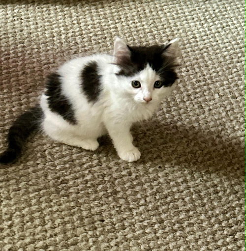 Phoebe