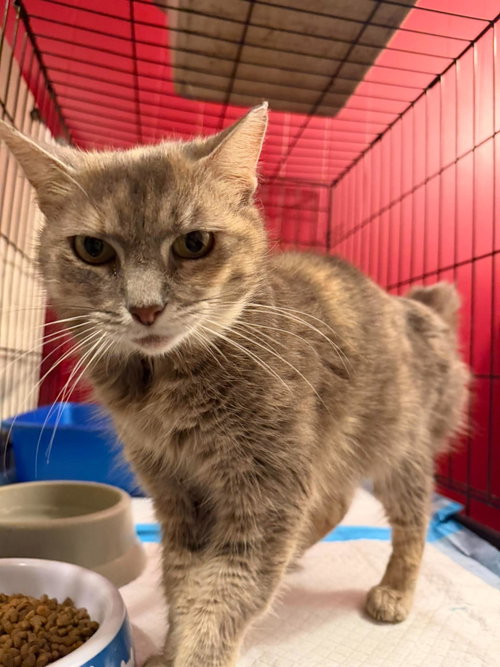Mama Superior, an adoptable Domestic Short Hair in Maple Heights, OH
