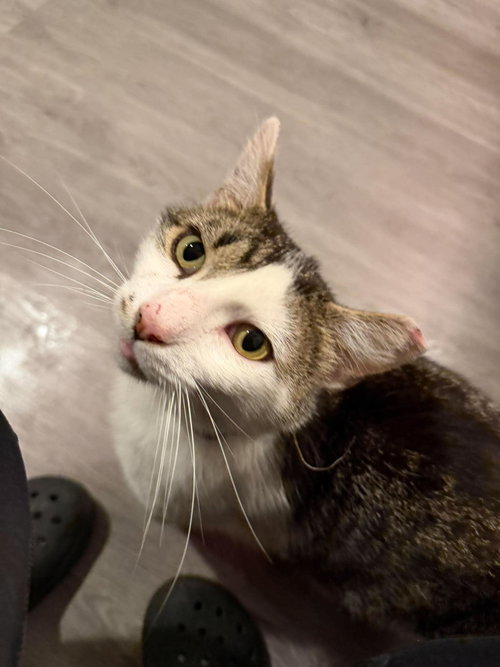 Duc Duc, an adoptable Domestic Short Hair in Maple Heights, OH