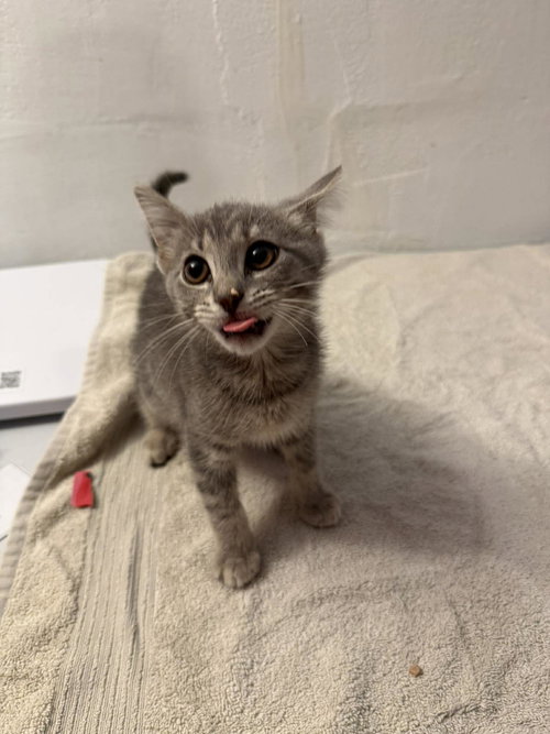 Eleanor, an adoptable Domestic Short Hair in Maple Heights, OH