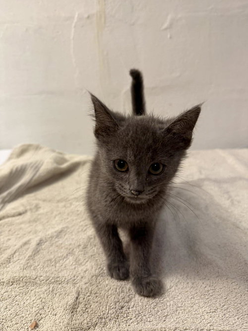 Evelyn, an adoptable Domestic Short Hair in Maple Heights, OH
