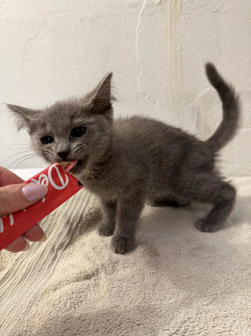 Eloise, an adoptable Domestic Short Hair in Maple Heights, OH