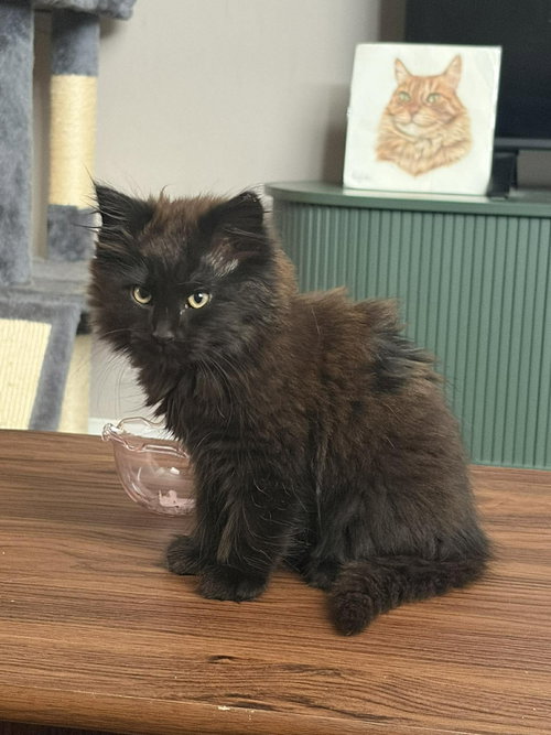 Sgt Tibbs photo 3