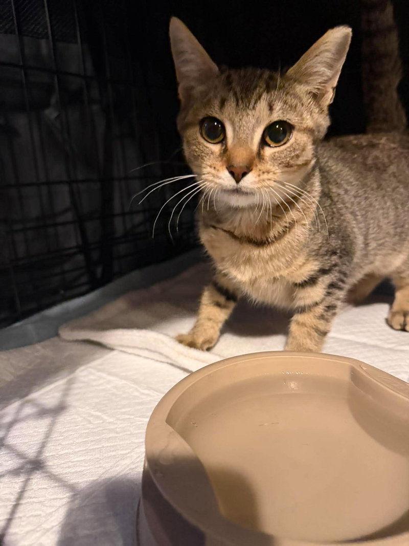 Larissa Weems, a female kitten up for adoption