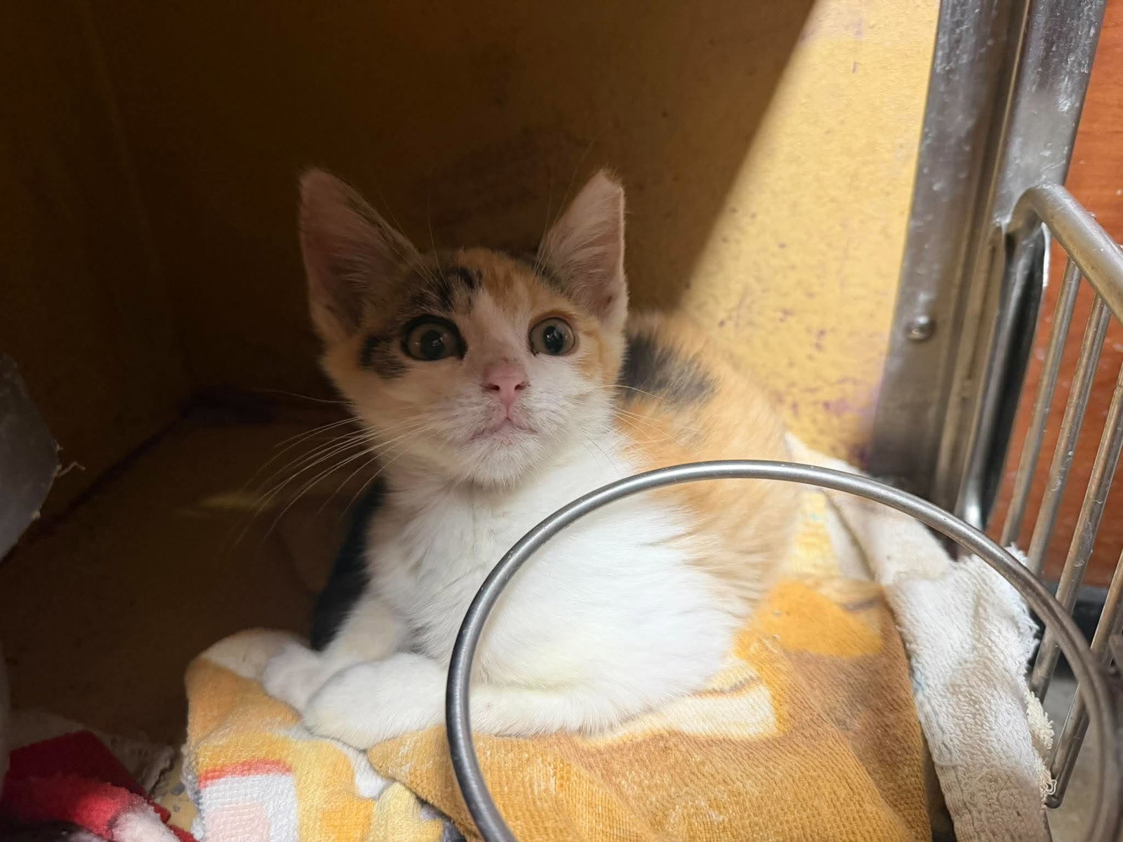 Cleo, Domestic Short Hair