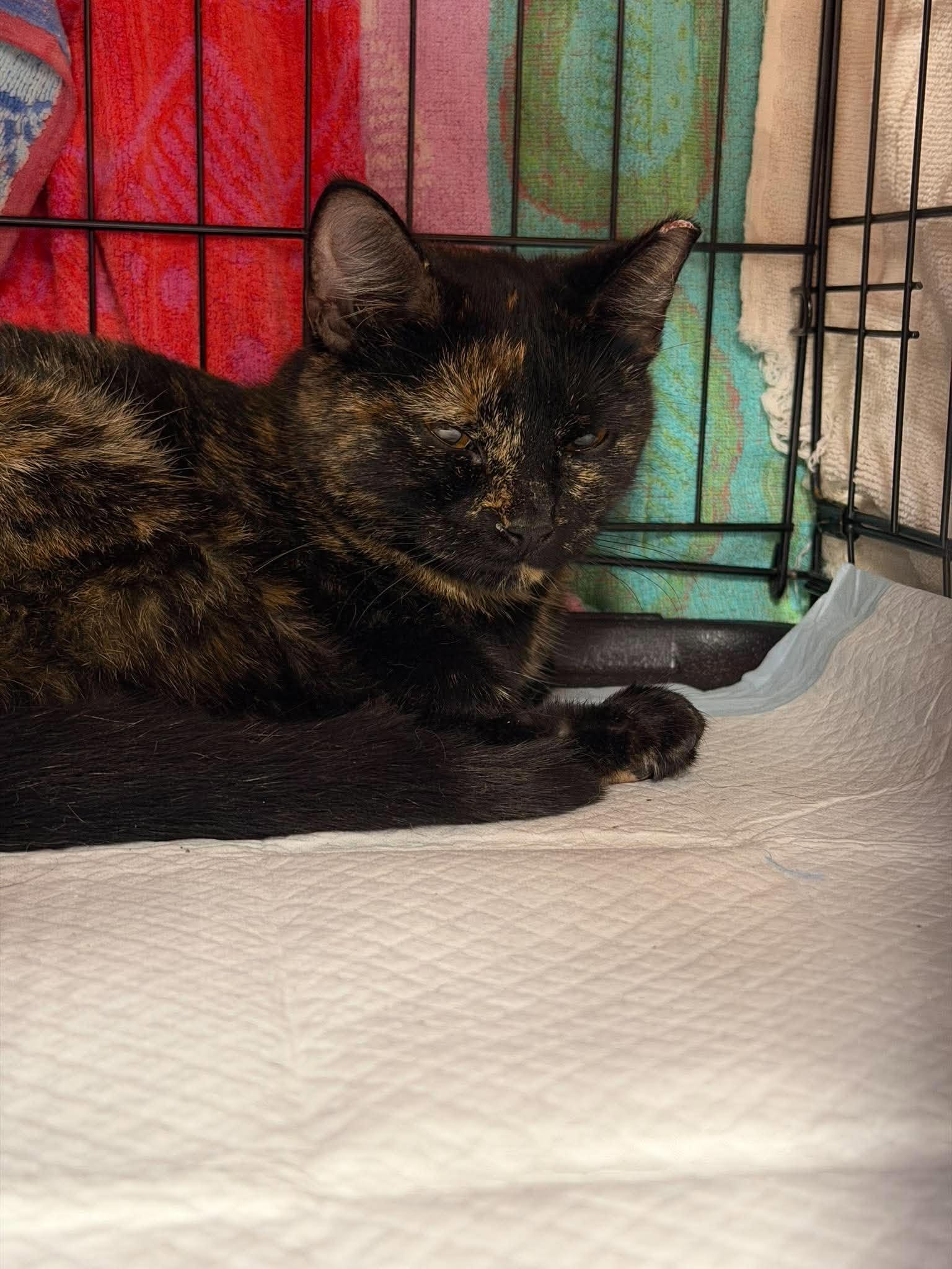 Butterfly, Domestic Short Hair