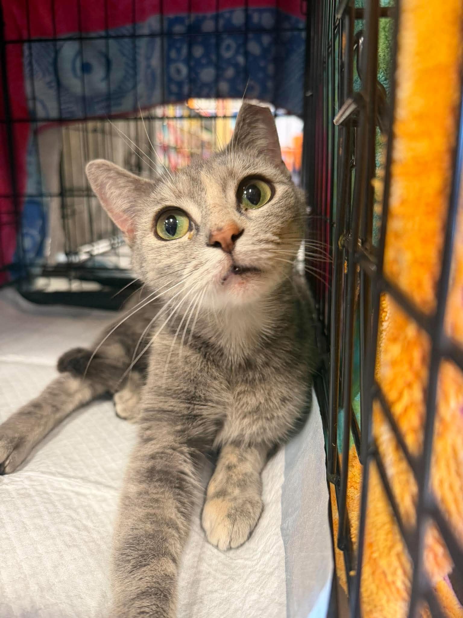 Corsage, Domestic Short Hair
