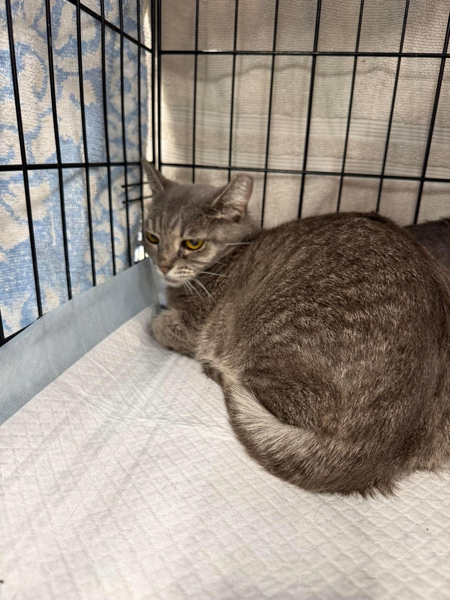 Proposal, Domestic Short Hair