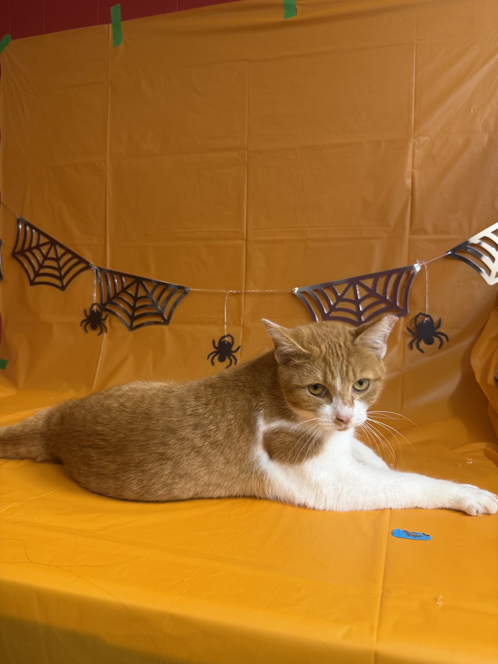 Reginald "Reggie", photo 2