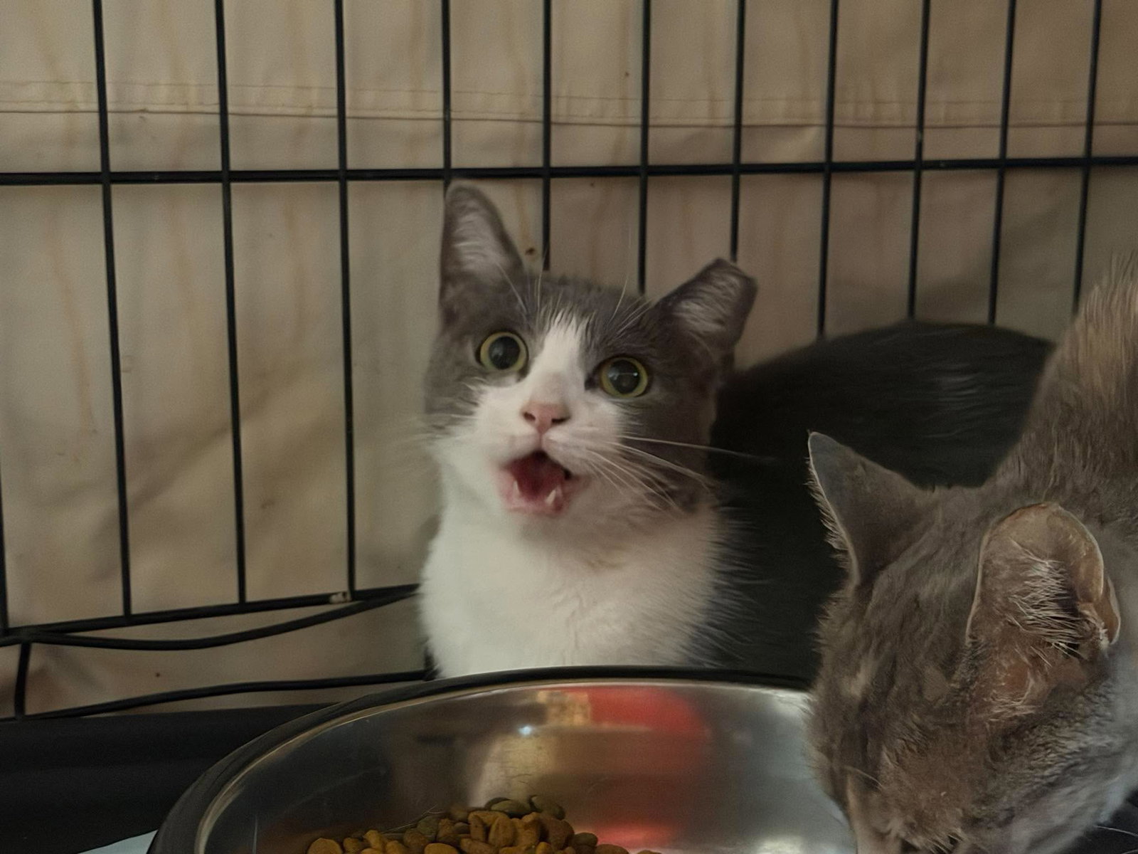 Cocktail, Domestic Short Hair