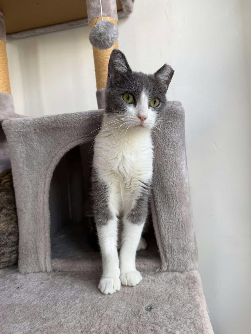 Cocktail, an adult female cat up for adoption