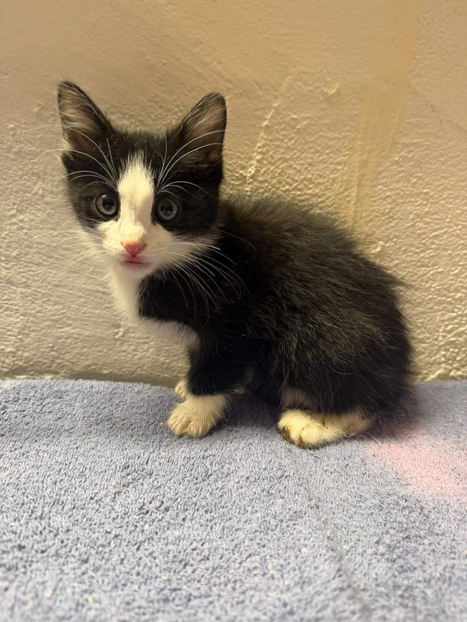 Sheet Metal, Domestic Short Hair