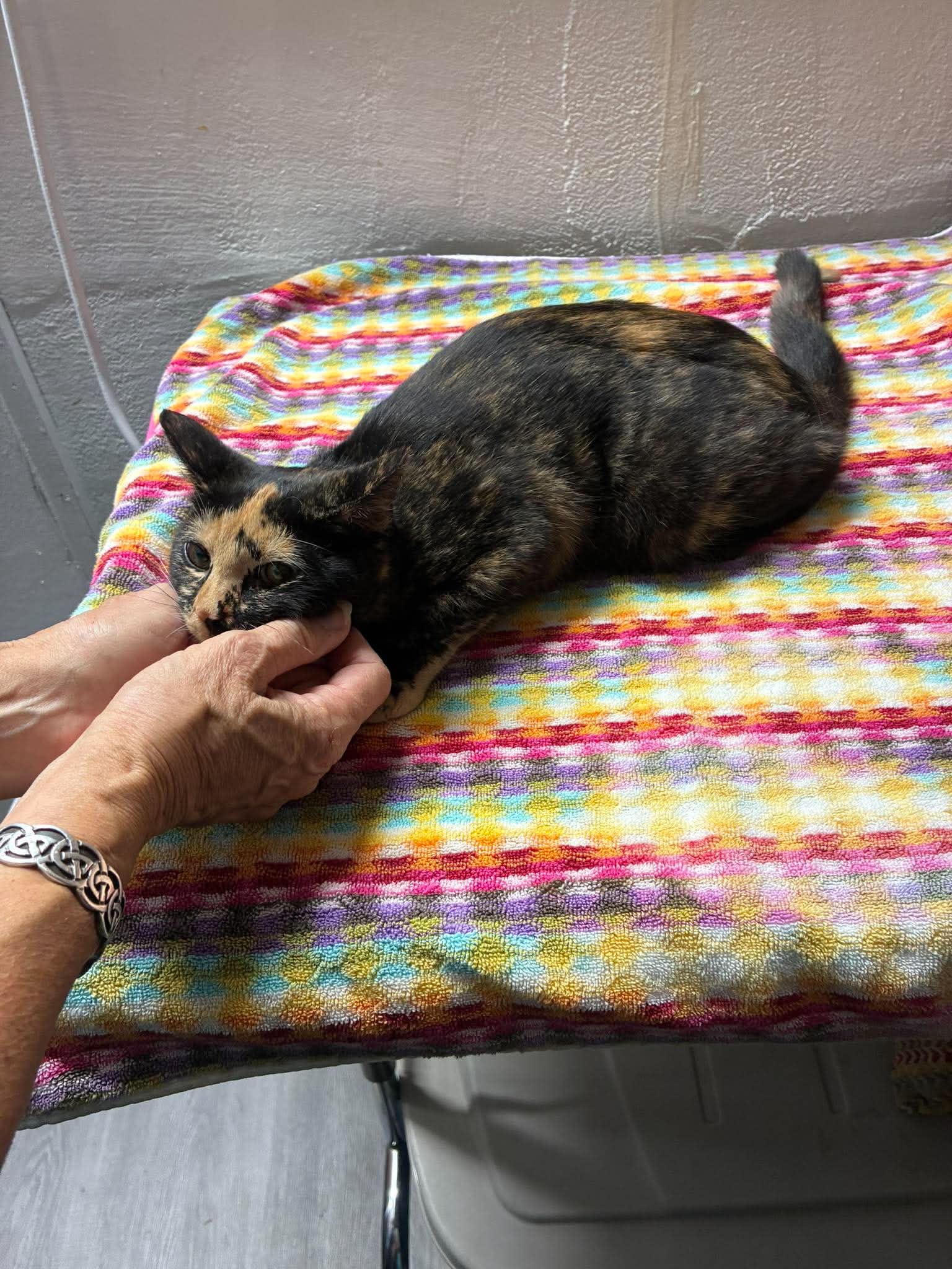 Poppy, Domestic Short Hair