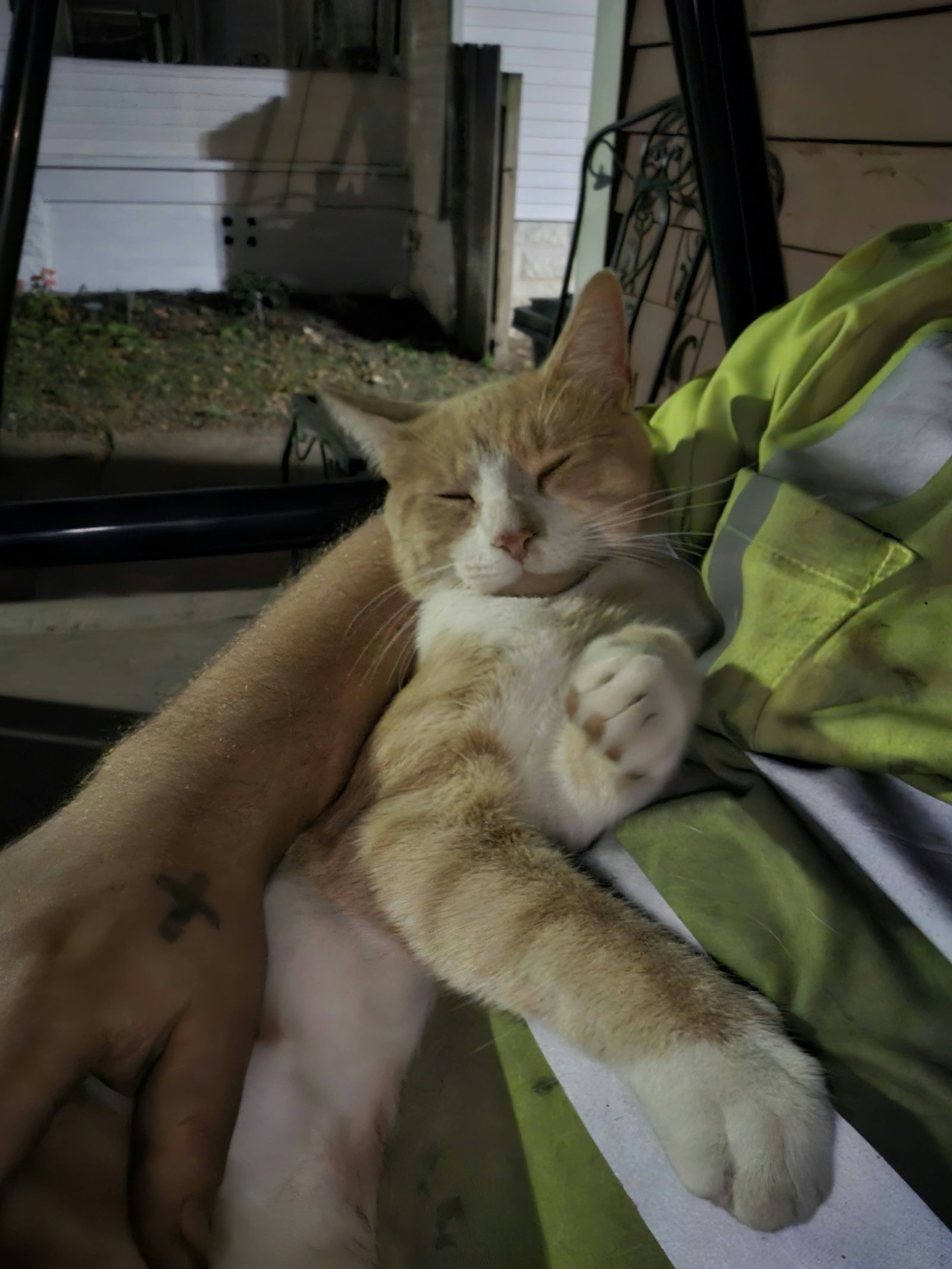 Kurt, Domestic Short Hair