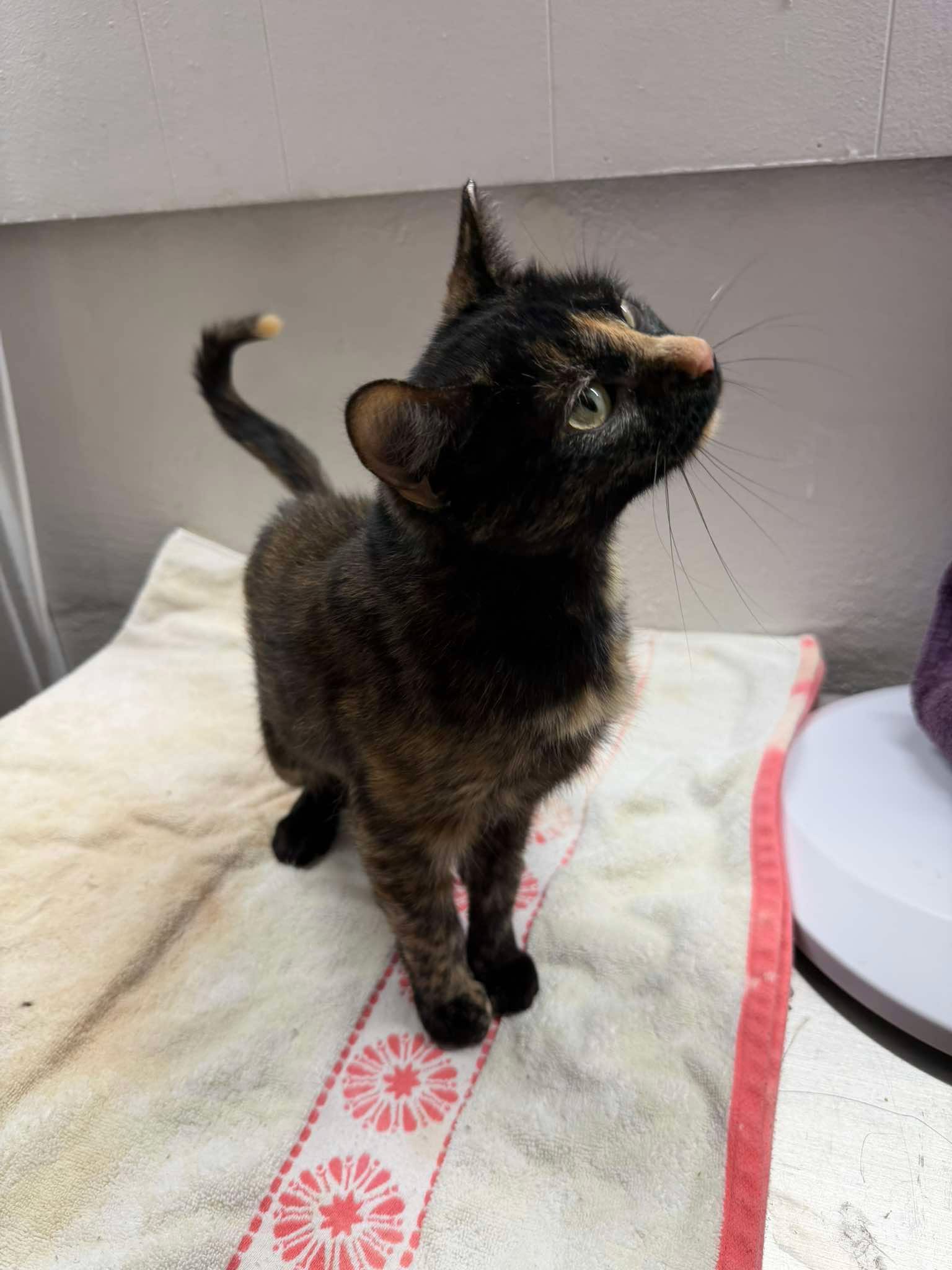 Tiara, Domestic Short Hair
