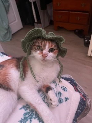 Geraldine, an adult female cat up for adoption