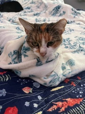 Geraldine, photo 5