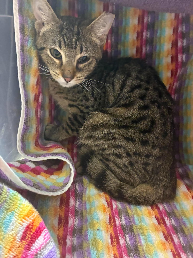Orchid, a male kitten up for adoption