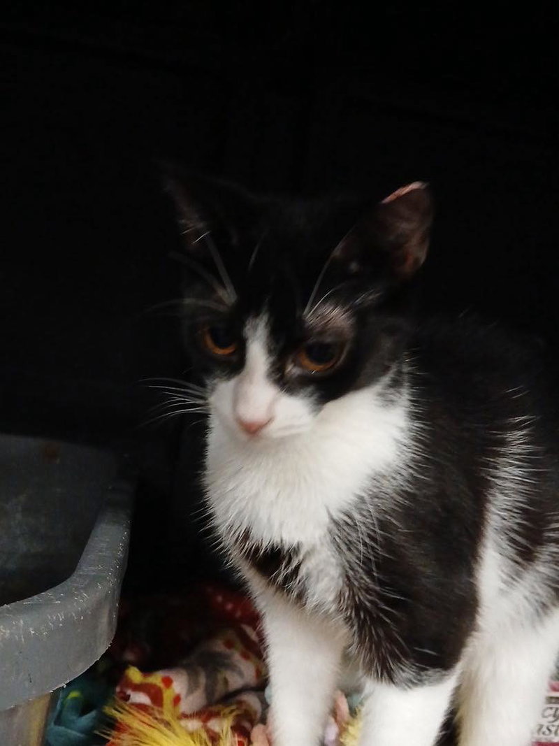 Cream Puff, a female kitten up for adoption