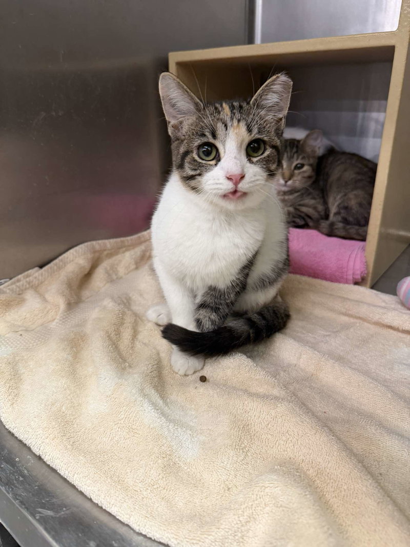 Something Borrowed, a young female cat up for adoption