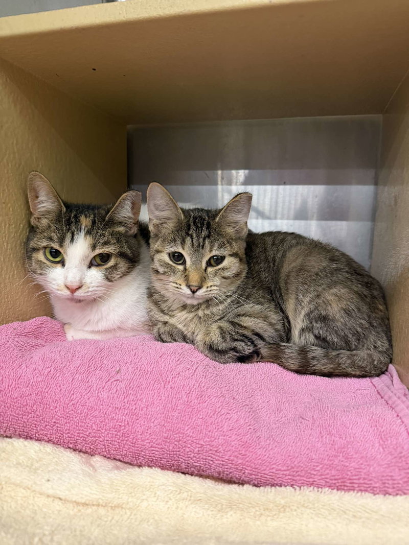 Something Blue, a female kitten up for adoption