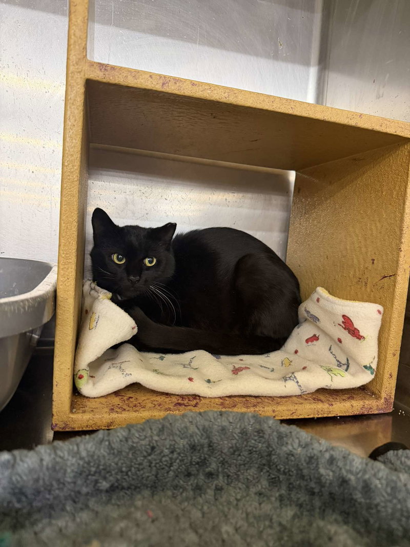 Martini, an adult male cat up for adoption