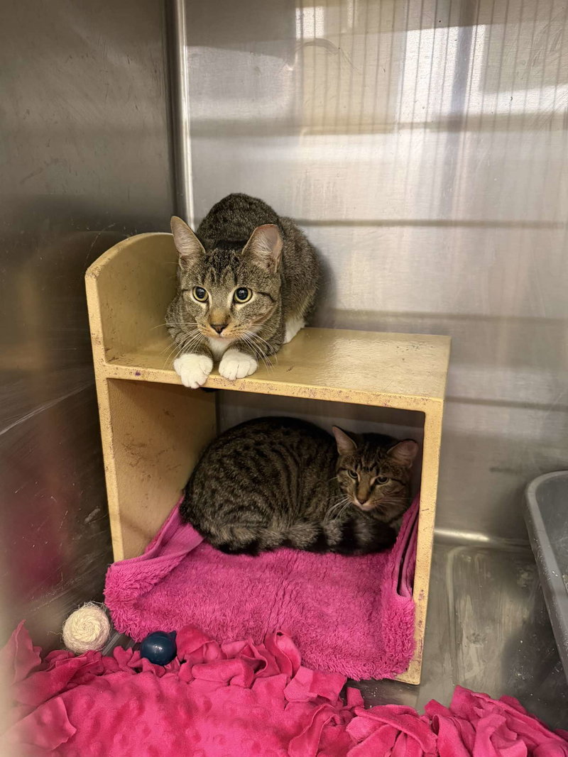 Date, a female kitten up for adoption