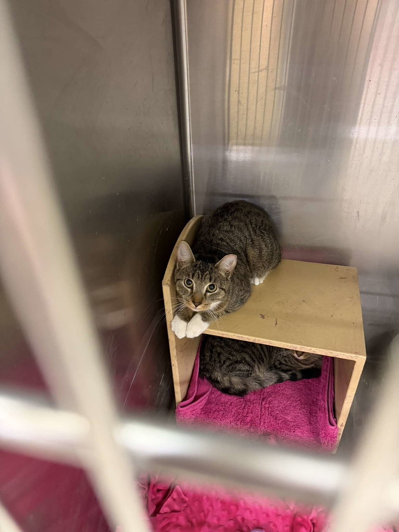 Prune, a female kitten up for adoption