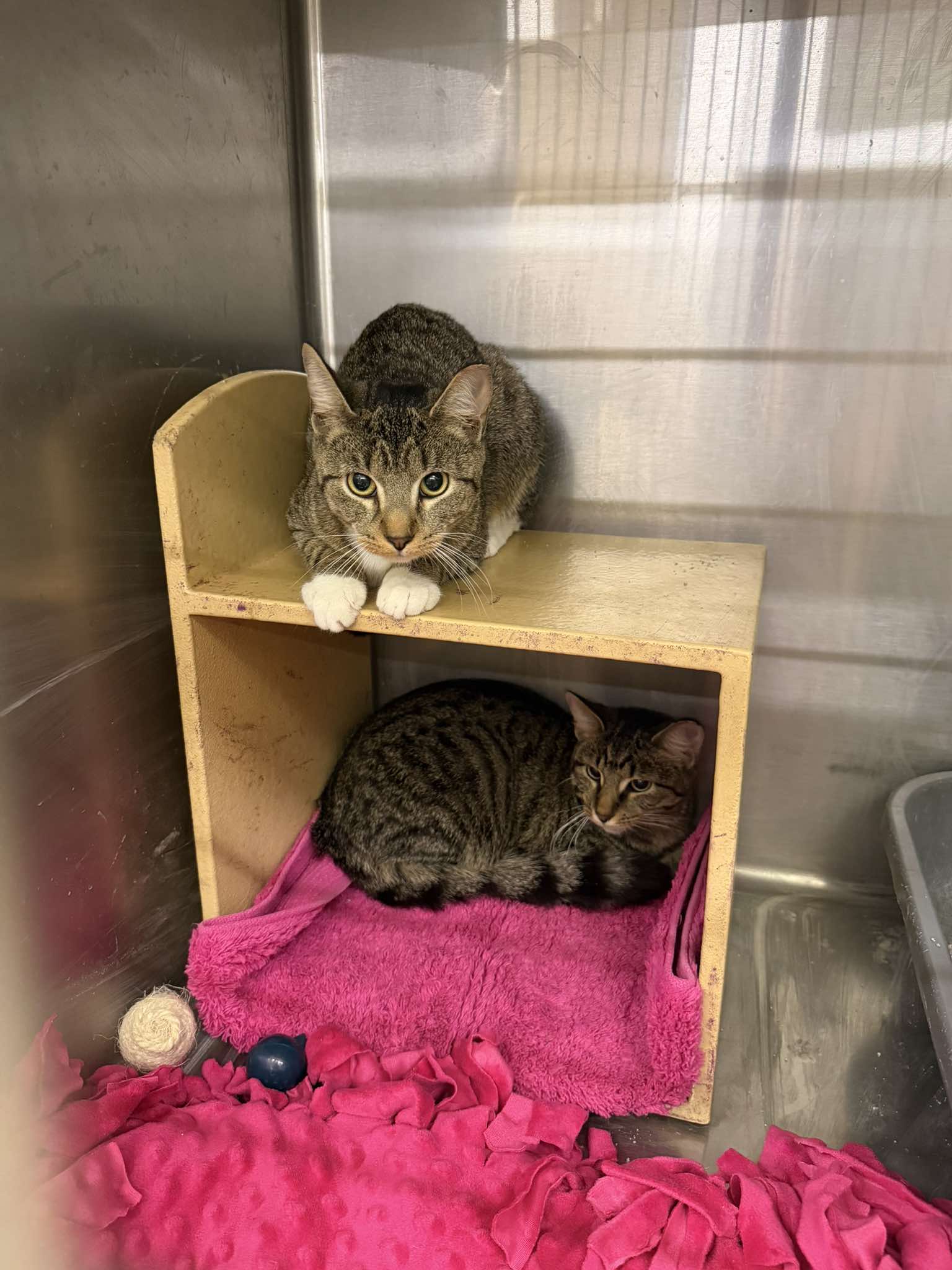 Prune, photo 3