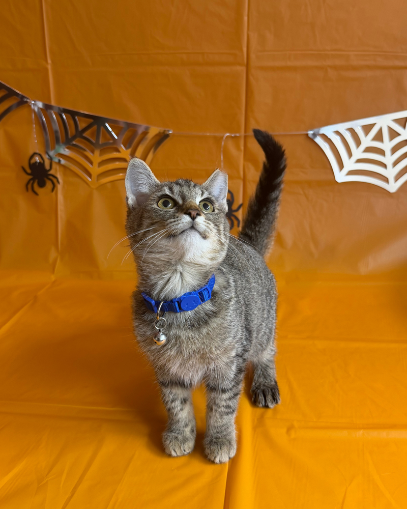Bacardi, a female cat up for adoption