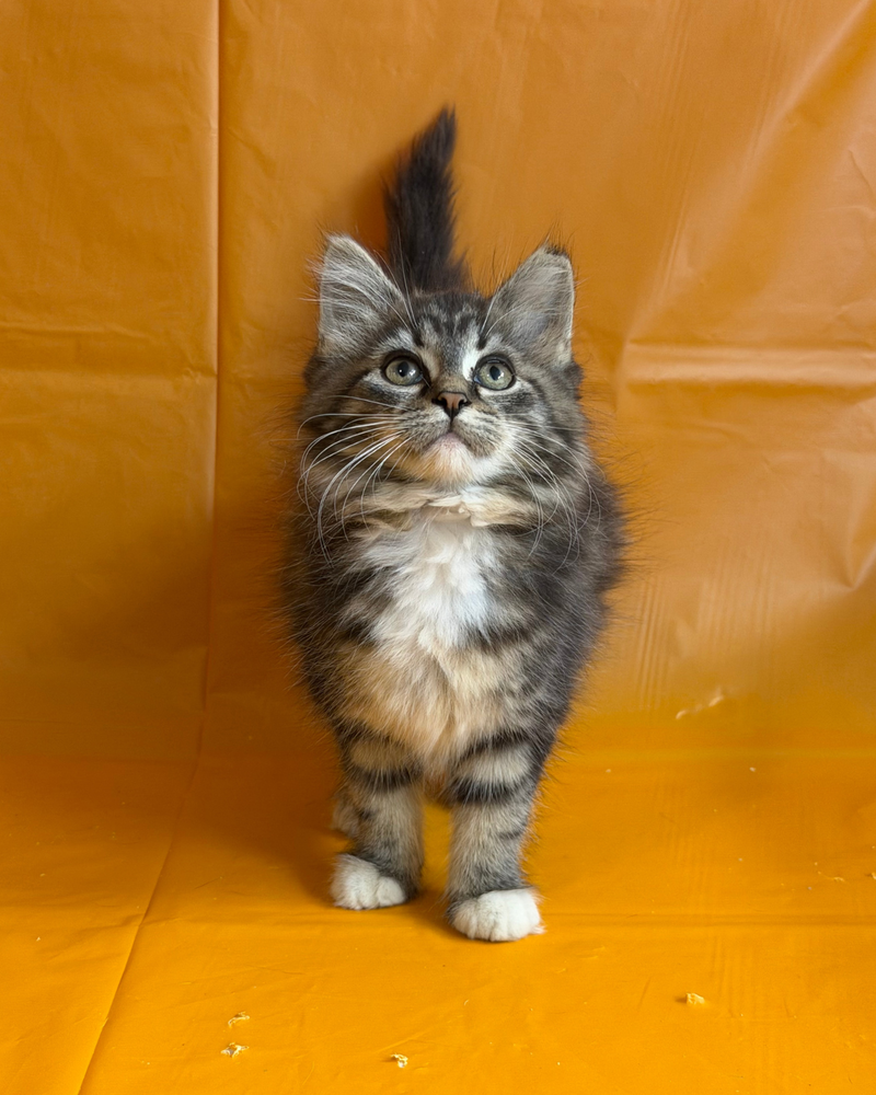 Chamomile, a female cat up for adoption