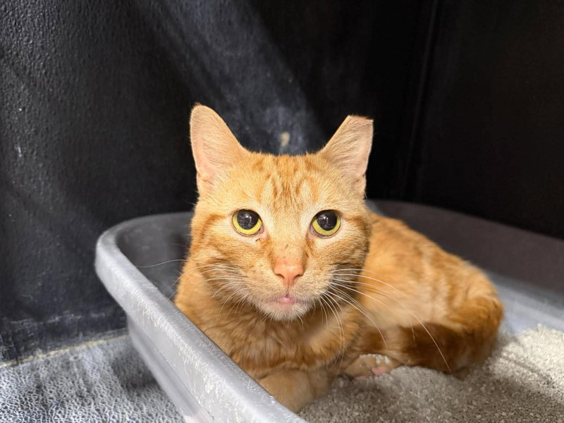Unemployment, a male cat up for adoption
