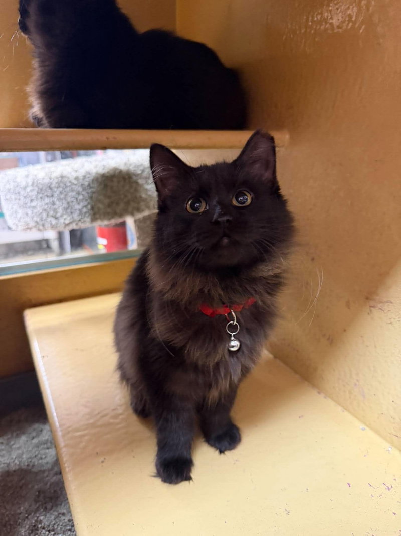 Daiquiri, a female cat up for adoption