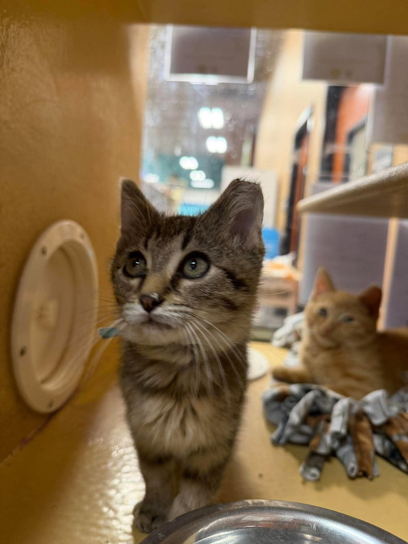 Matcha, a male cat up for adoption