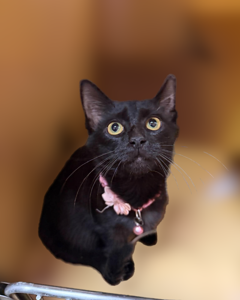 Margarita, a female cat up for adoption